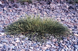 Virginia Glasswort