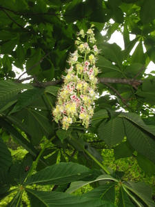 Japanese Horse Chestnut