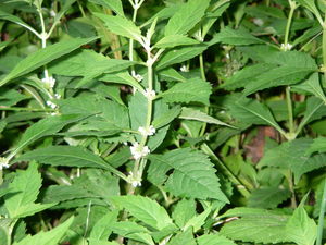 Water Horehound