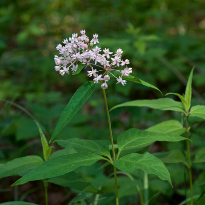 Asclepias quadrifolia