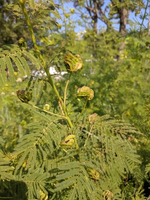 Desmanthus illinoensis