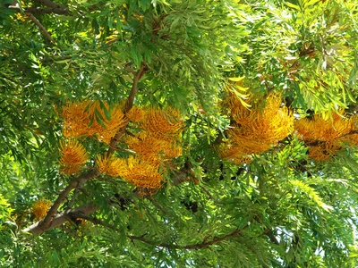 Grevillea robusta