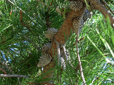 Pinus muricata