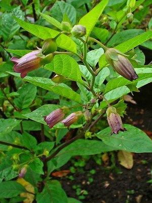 Habit of a flowering deadly nightshade plant