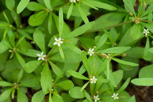 Indian Chickweed