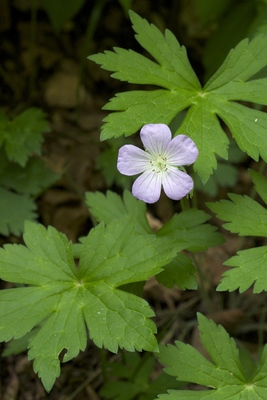 Geranium maculatum