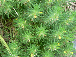 Ground Pine