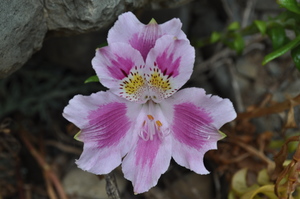 Peruvian Lily