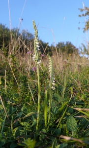 Autumn Lady's Tresses