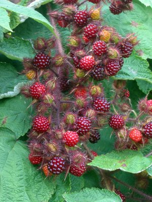 Rubus phoenicolasius