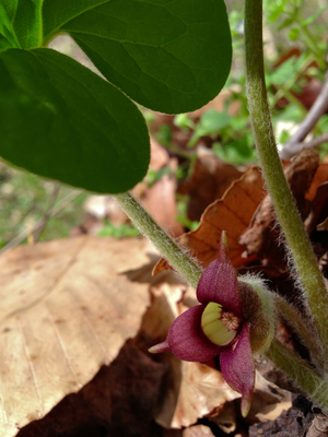 Asarum canadense