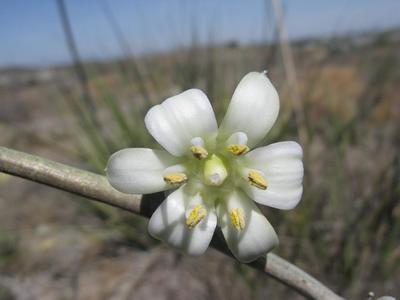 Hesperaloe funifera