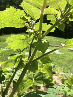 Pineapple cossack growing in zone 5b, Quebec