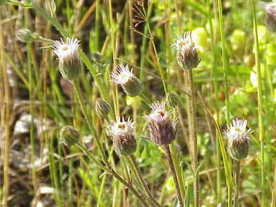 Erigeron acer