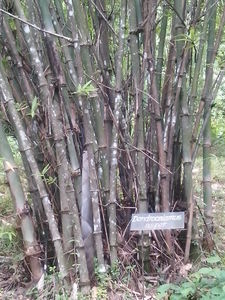 Giant Bamboo