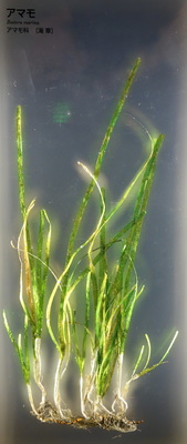 Zostera marina