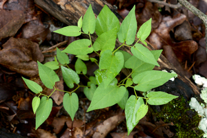 Virginia Snakeroot