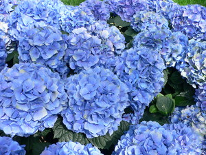 French hydrangea