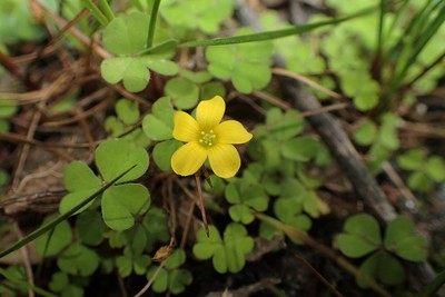 Oxalis exilis