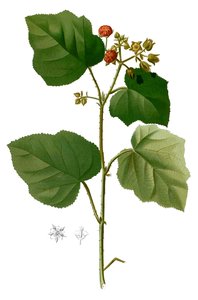 Ceylon Blackberry