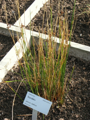 Juncus balticus