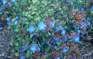 Chinese Plumbago