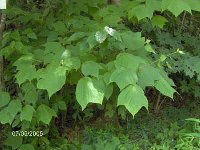 Acer pensylvanicum