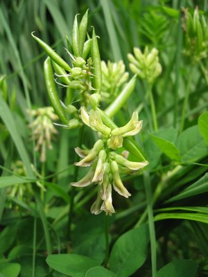 Astragalus glycyphyllos