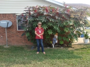 Castor Bean Seeds