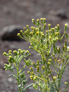 Mountain Groundsel