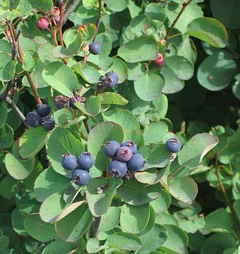 Saskatoon shrub, leaves and berries