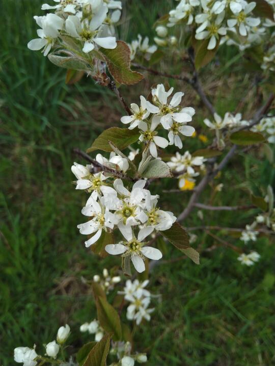 Chum blossoms