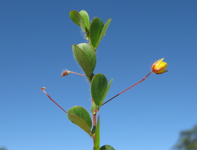 Chamaecrista rotundifolia