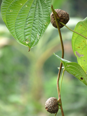 Dioscorea bulbifera