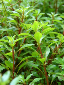 Water Purslane