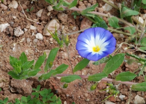 Dwarf Morning Glory