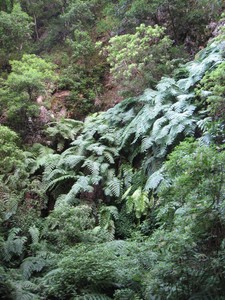 Chain Fern