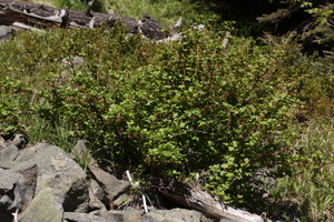 Prickly Blackcurrant
