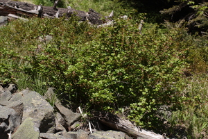 Prickly Blackcurrant