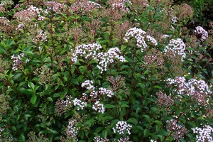 Ageratina ligustrina