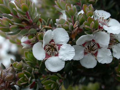 Leptospermum lanigerum