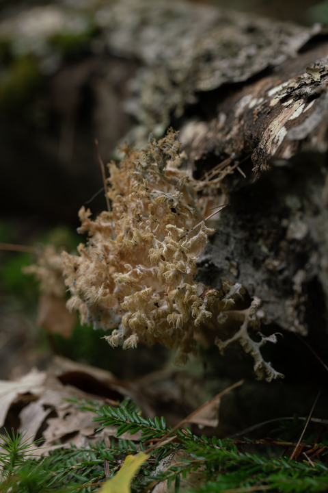 Pleasant observations from a good hike in the White Mountains, New Hampshire, USA:

+ Calligrapher fly (toxomerus)
+ Digging bees (anthophorini)
+ Jack in the pulpit (arisaema triphyllum)
+ Coral tooth fungus 
+ Rock tripe lichen
+ Yellow fairy cups
+ Wolf's milk (lycogala epidendrum)
+ Cucumber root (medeola virginiana)
+ Honey mushrooms
+ Oakmoss
+ Beard lichen
+ Shield lichen
+ Sphagnum moss
+ Waxcaps
+ Bunchberry
+ Marsh St. John's wart
+ White coral fungus
+ Scalycaps(pholiota) 
+ Three-way sedge