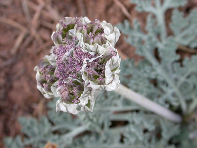 Cymopterus purpurascens