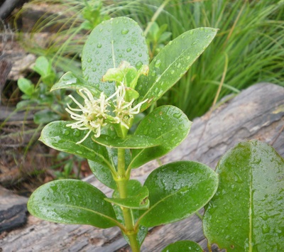 Coprosma lucida