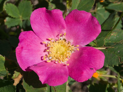 Rosa woodsii