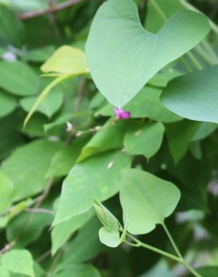 Aristolochia contorta