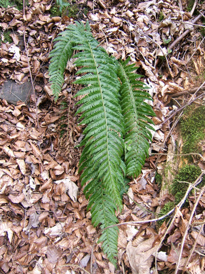 Polystichum aculeatum