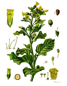 Wild Tobacco