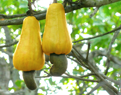 Anacardium occidentale