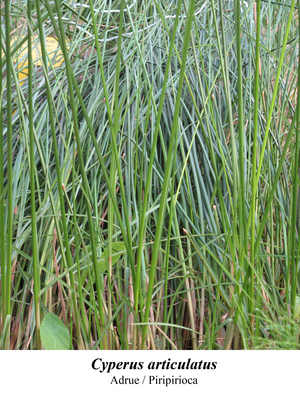 Cyperus articulatus